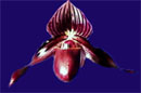 Paph Sable Knight 